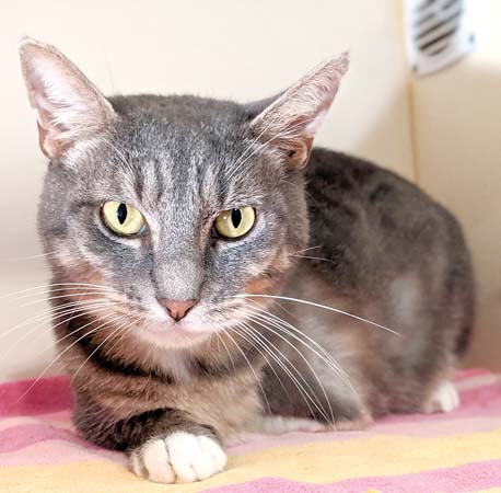 Pet of the Week